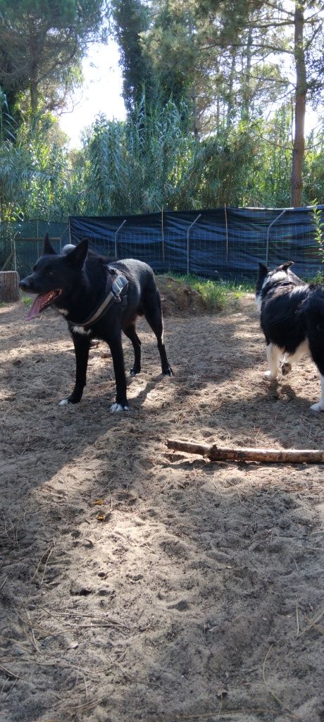 Petsitting/atl  sintra