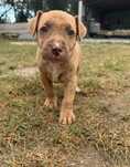 Suczka Pit Bull Terrier
