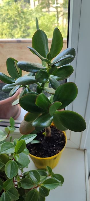 Комнатный цветок Денежное дерево толстянка