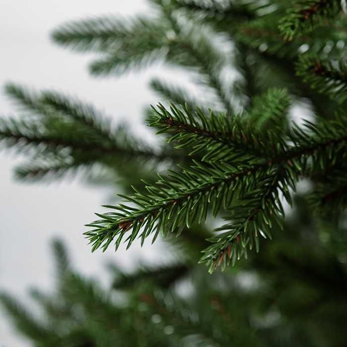 Ялинка Альпійська ТОПОВА зелена або блакитна, тільки з`явилась