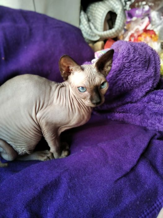 Канадский сфинкс