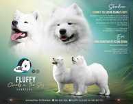 Samoyed szczeniak szczenię ZKwP FCI zapowiedź miotu