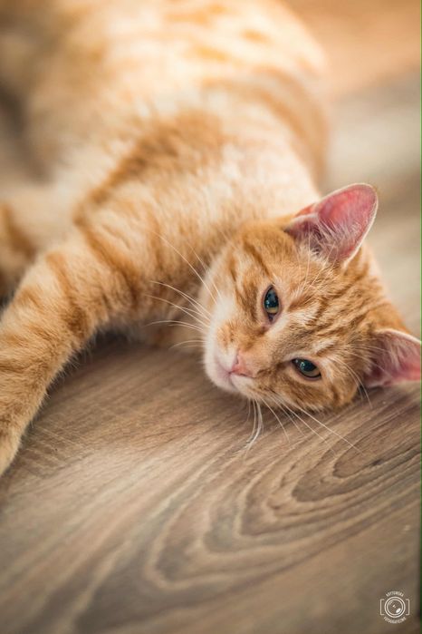 Piekny chlopak szuka domu