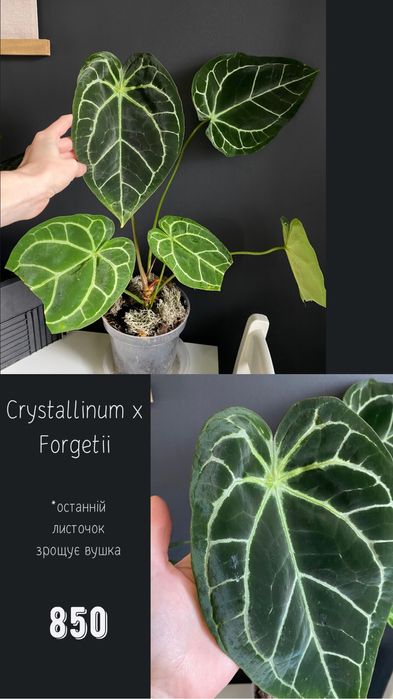 Антуріум Anthurium Crystallinum x Forgetii