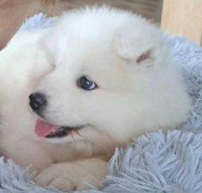 Sprzedam  samoyeda pieska