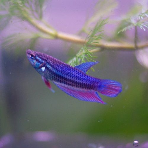 Betta Grizzle marble