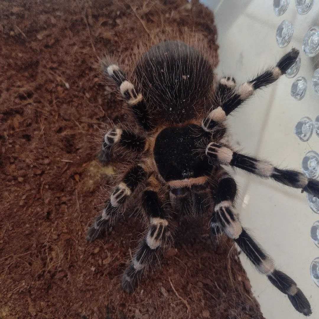 Самка паука птицееда тарантула Acanthoscurria geniculata