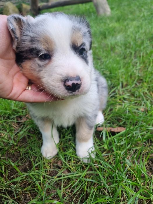 * * * sunia * * * Border Collie