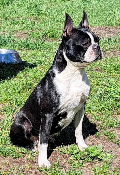 Boston terrier, szczenię, metryka ZKwP - zapowiedź