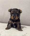 Yorkshire Terrier suczka