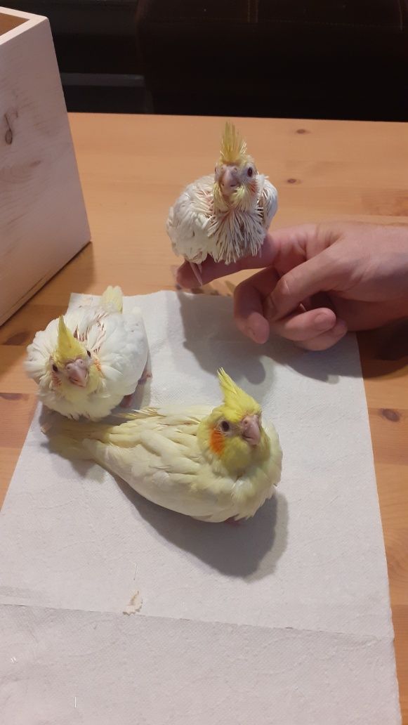 Nimfa papuga osfojone