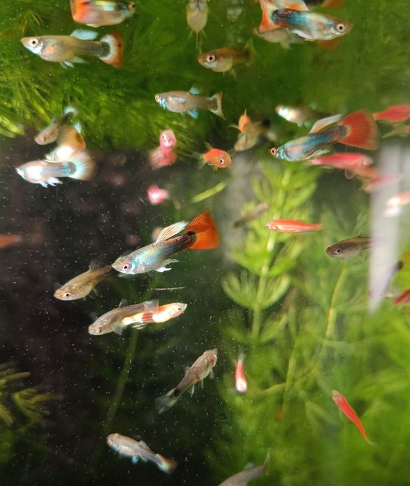 Рыбки гуппи живородящие продам