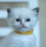 Ragdoll kocurek Fantasy Blue Mitted, WCF kastracja, badania, wyprawka