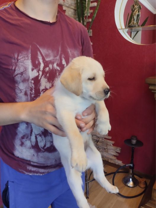 Шикарні Лабрадорчики