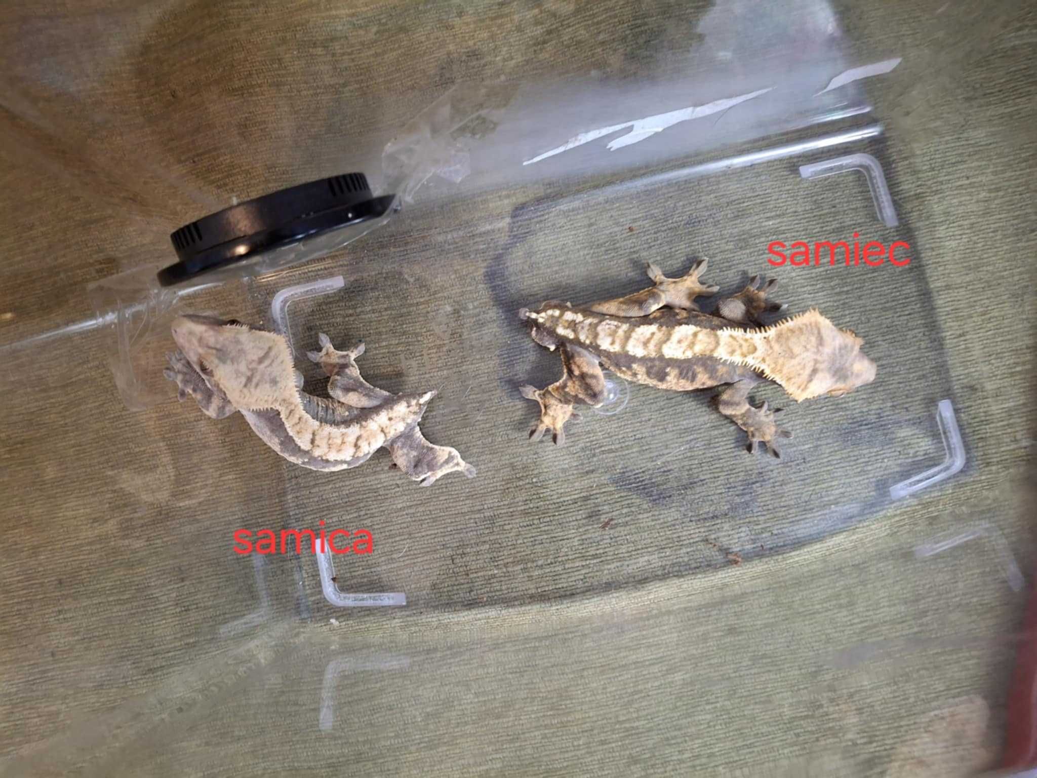 Gekony orzęsione+terrarium z wyposażeniem