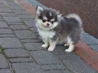 Wyjątkowy chihuahua dlugowlosy umaszczenie husky FCI