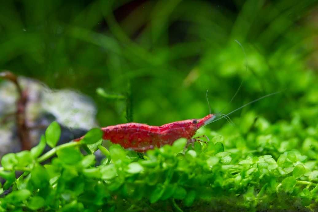 Krewetki czerwone 10x + mchy do krewetkarium  gotowy zestaw wysyłka