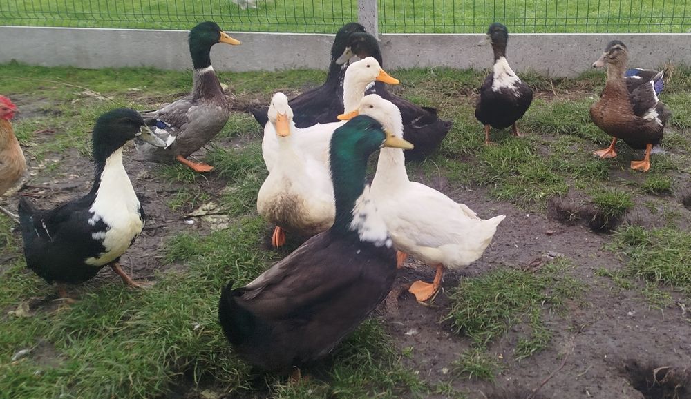 Kaczki dworki, rocznik bieżący