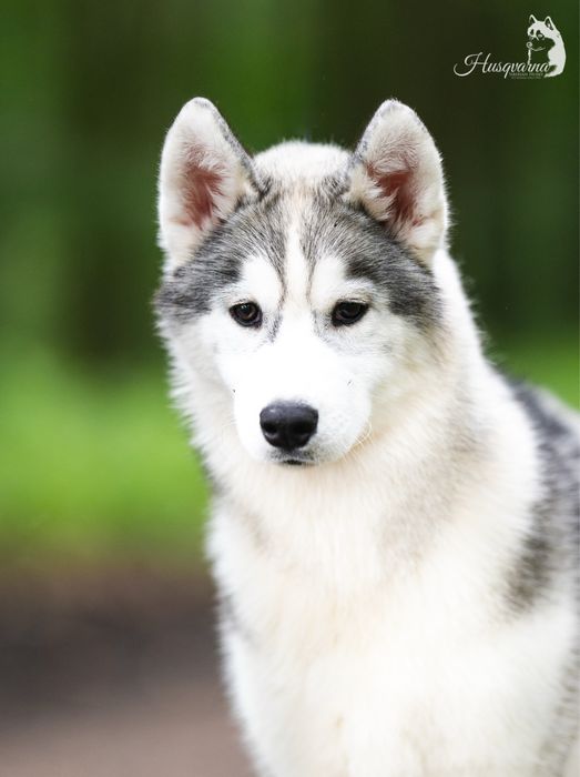 Śliczna suczka / Hodowla FCI od 1994 roku