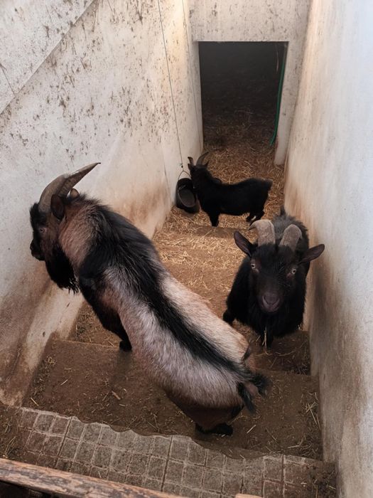 Machos anões  adultos