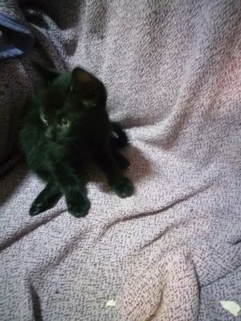 Das gato preto com +- 3 meses