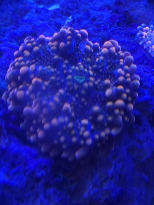 Ricordea , akwarium morskie