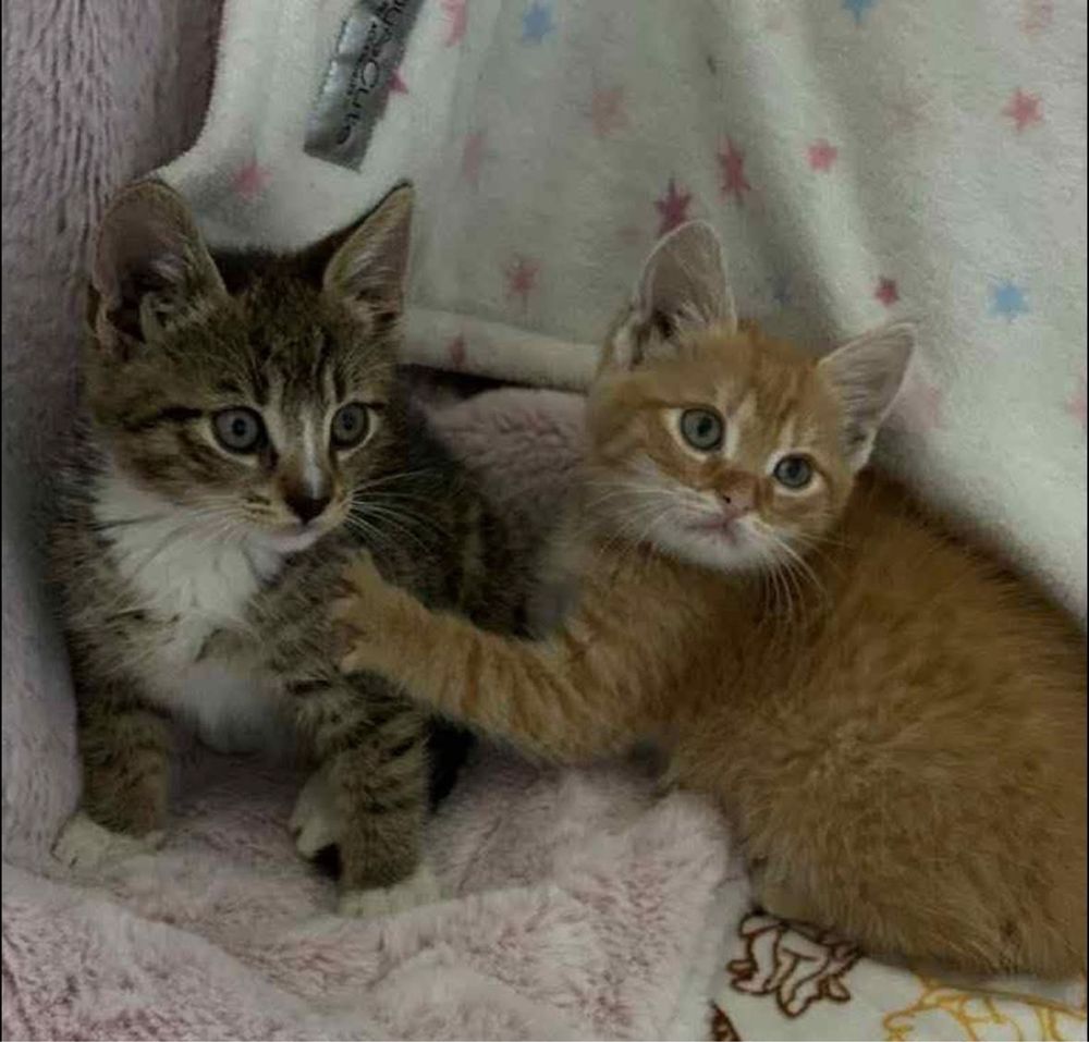 Kotek Tymianek do adopcji