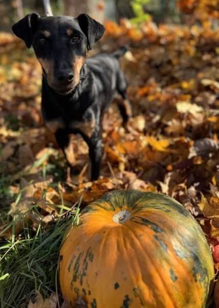 suczka w typie jagterriera pilnie szuka domu
