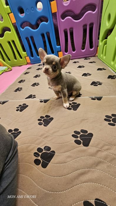 Лиловий красунчик, КСУ