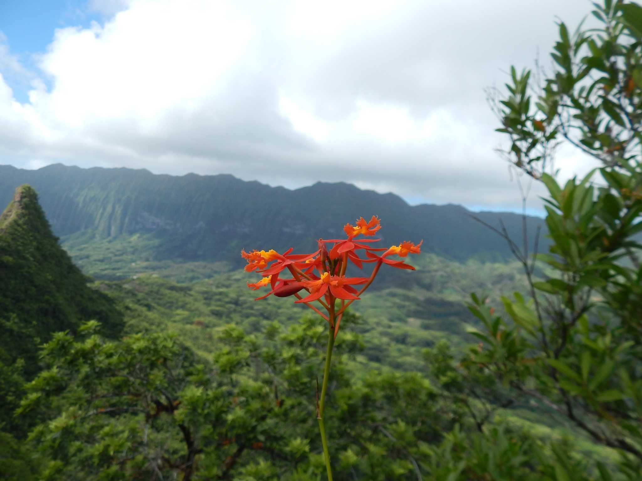 Orquídea estrela de fogo