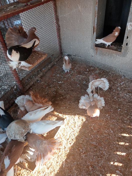 Pawik pawiki pary i pojedyncze sztuki