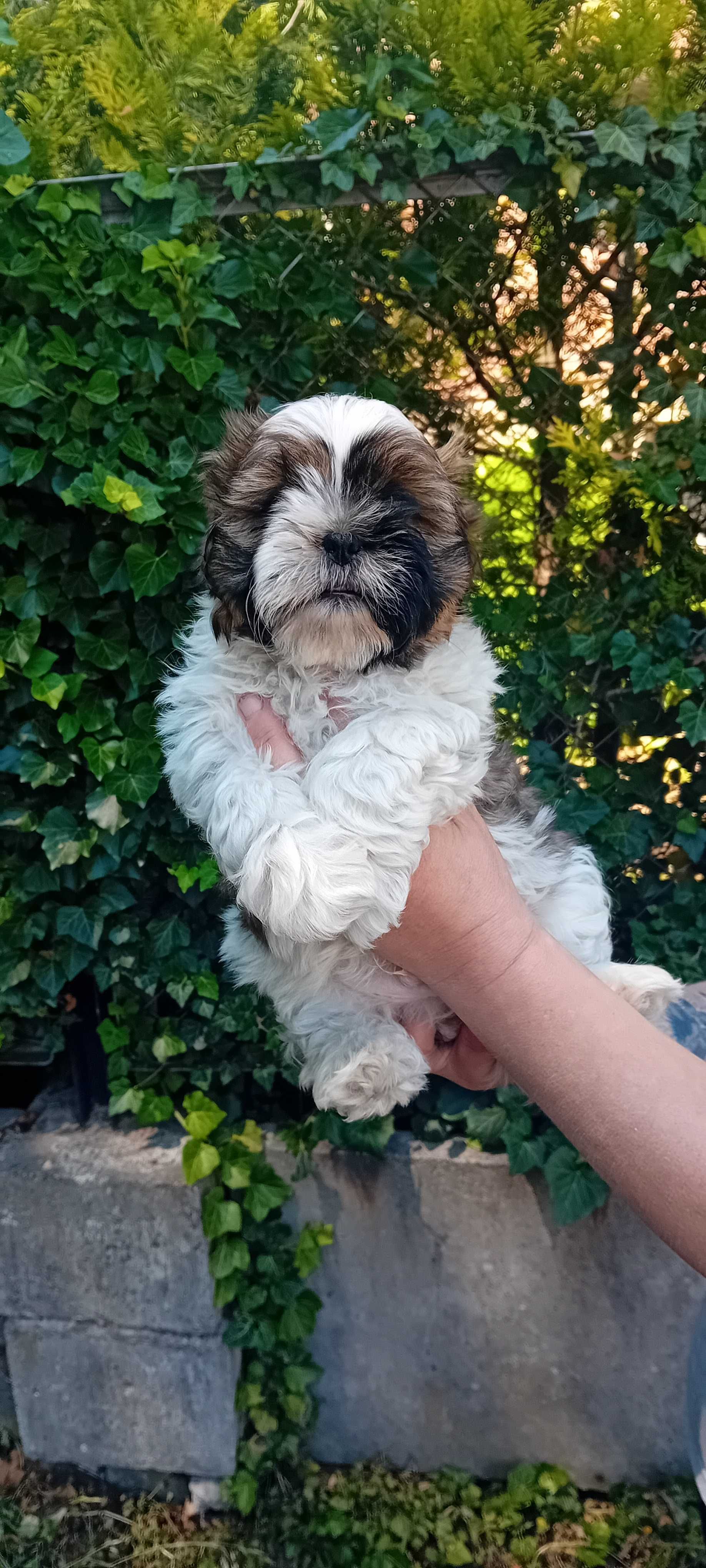 Szczeniak Shih-tzu