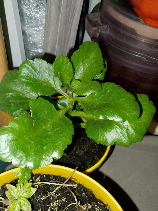 Кімнатні рослини в асортименті