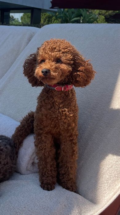 Caniche toy Macho para montar