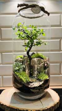 Duży las w słoiku, drzewko szczęścia, bonsai, prezent, podziękowanie,