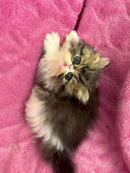 kot perski pers kocur