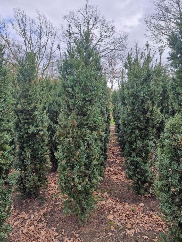 Cis  hikisi 220-240cm . Hilli Szmaragd laurowiśnia sosna cis jałowiec