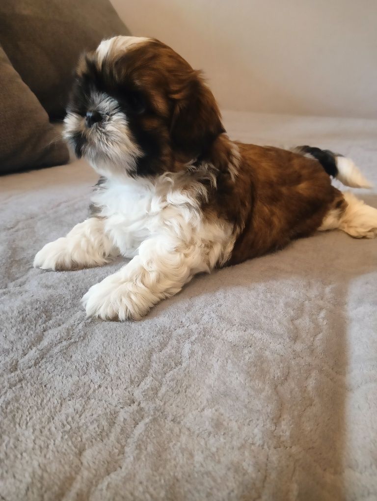 Szczeniak Shih tzu