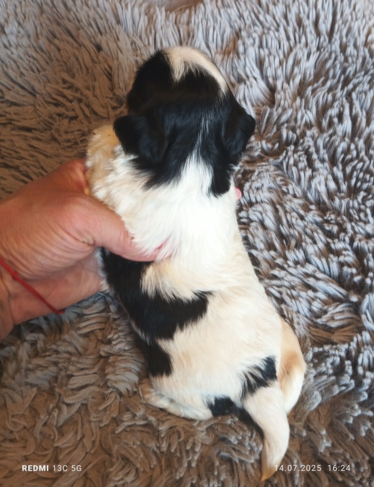 Yorkshire terrier biewer