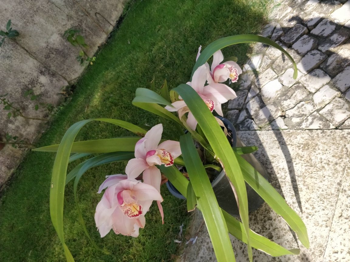 Plantas de jardim, orquídeas e Palmeiras de leque .