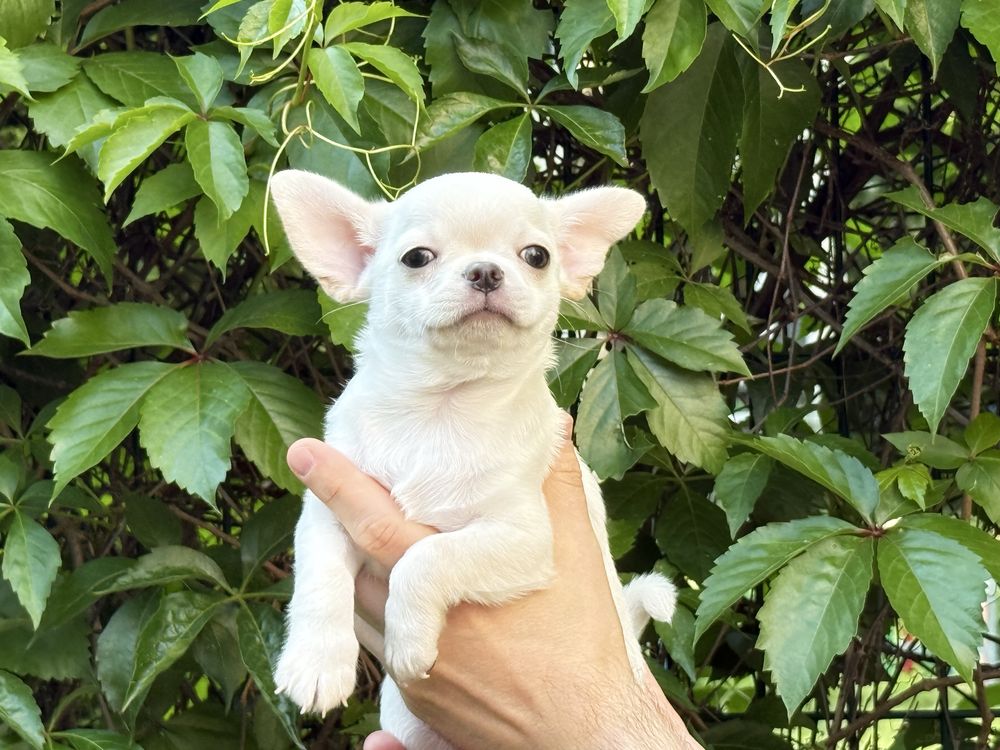 Clark Piesek chihuahua - ZKwP FCI