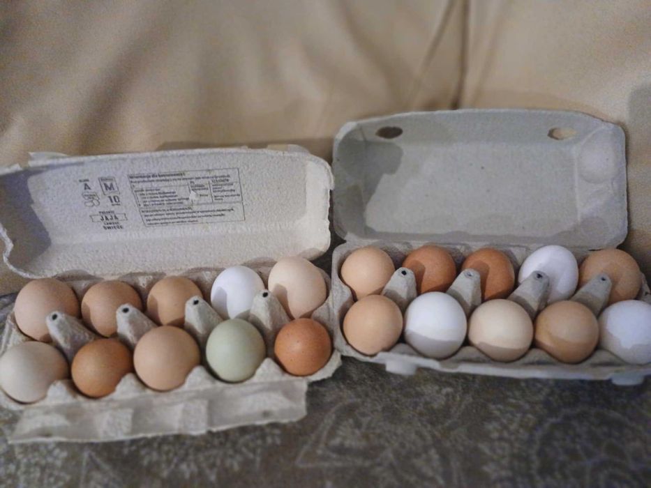 Jajka od swoich kurek