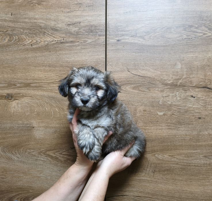 Szczeniak Hawańczyk