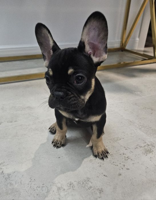 Buldog francuski suczka