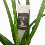 Gel de Aloé Vera (100%Natural)