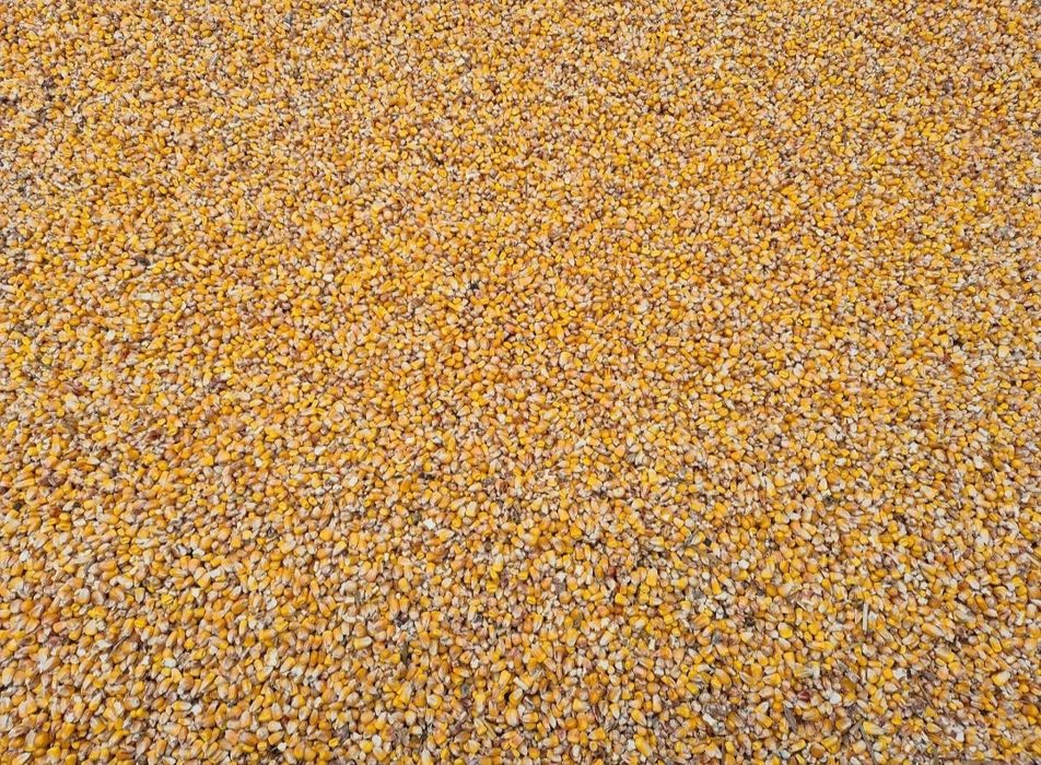 Sprzedam kukurydzę  suchą