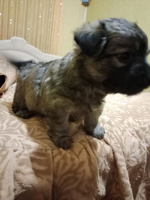 Щенок в добрые руки маленького размера как пикинес