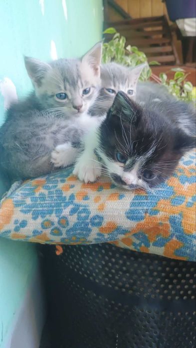 Гарнюні котенята