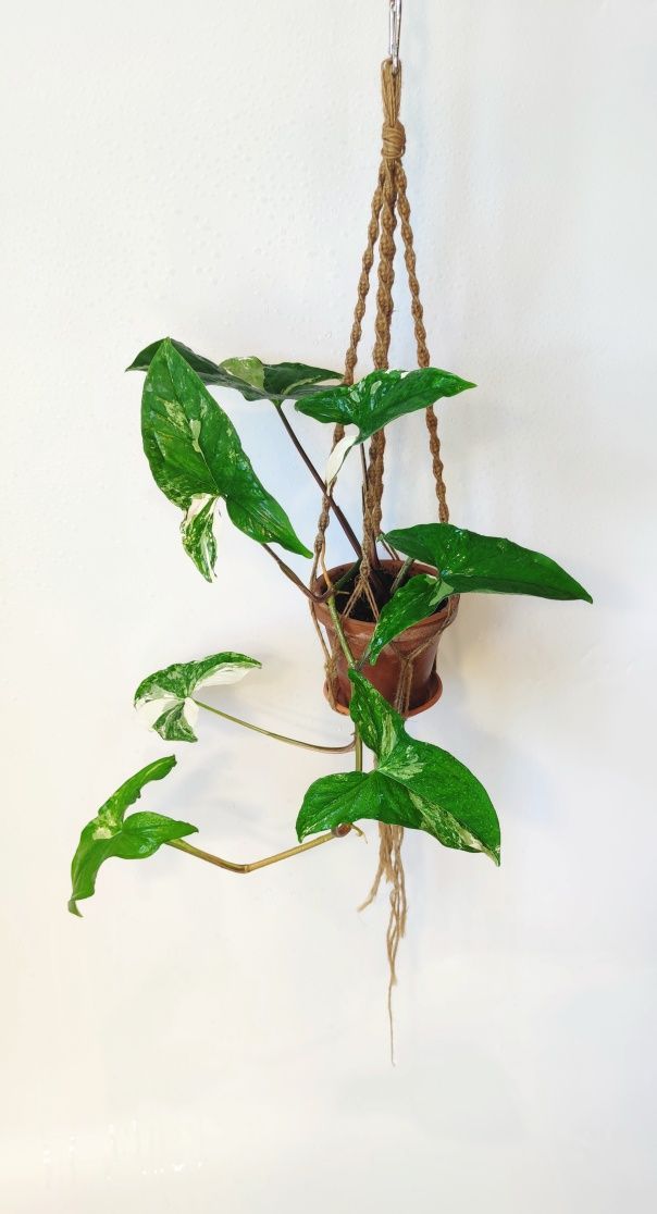 Syngonium emerald gem variegata, makrama.