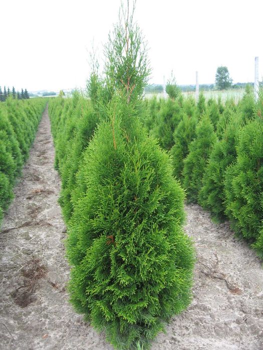 THUJA TUJA stożkowa Szmaragd do 300cm i inne rośliny ozdobne